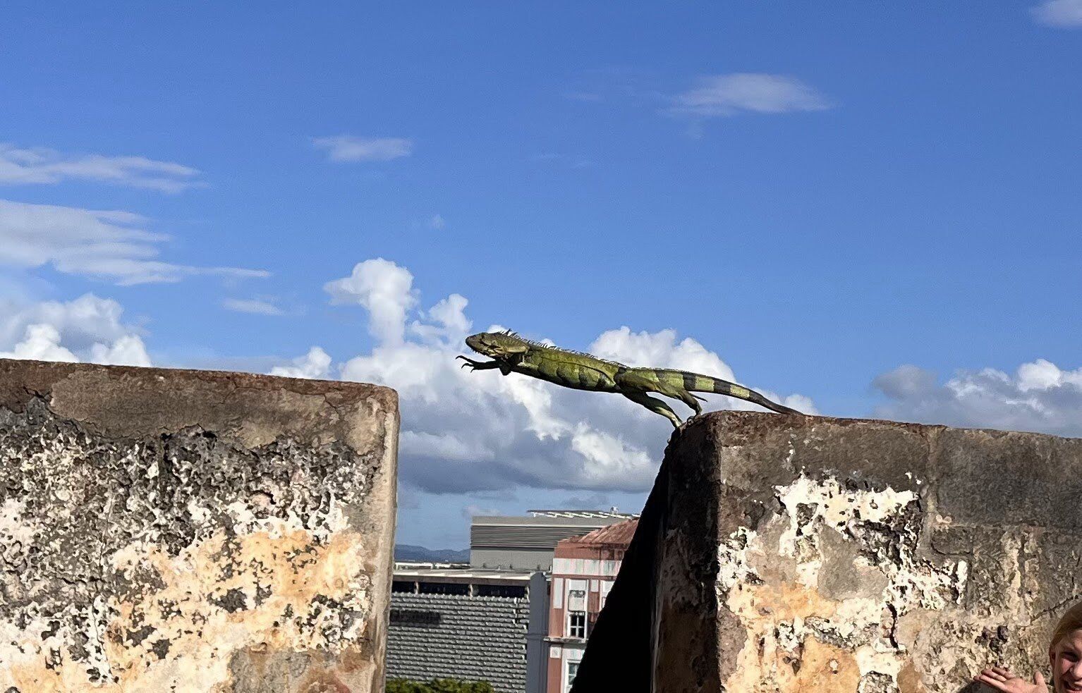Iguana